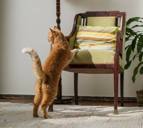 Remove Pet Stains and protect your furniture from damage.