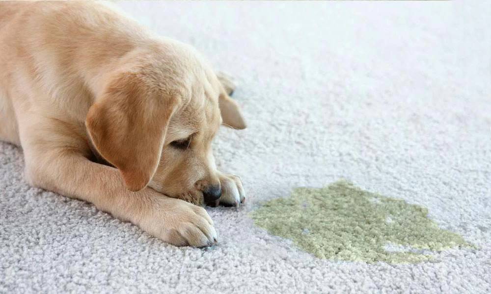 Pet Urine Stains can be removed with professional carpet cleaning.
