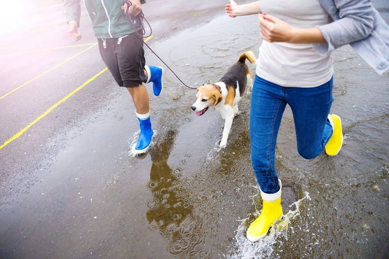 Couple running through puddles with their dog knowing they have a professional carpet cleaning appointment booked with Amazing Results so they don’t have to worry about the mess.