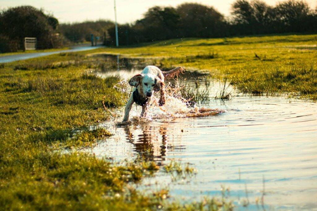 An owner lets its dog happily splashe through a muddy puddle in the grass knowing they have a professional carpet cleaning appointment with Amazing Results to deal with the mess.