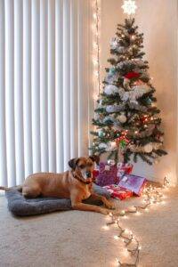 Dog laying in its dog bed on a carpet beside a Christmas tree waiting for Amazing Results professional steam cleaning service.