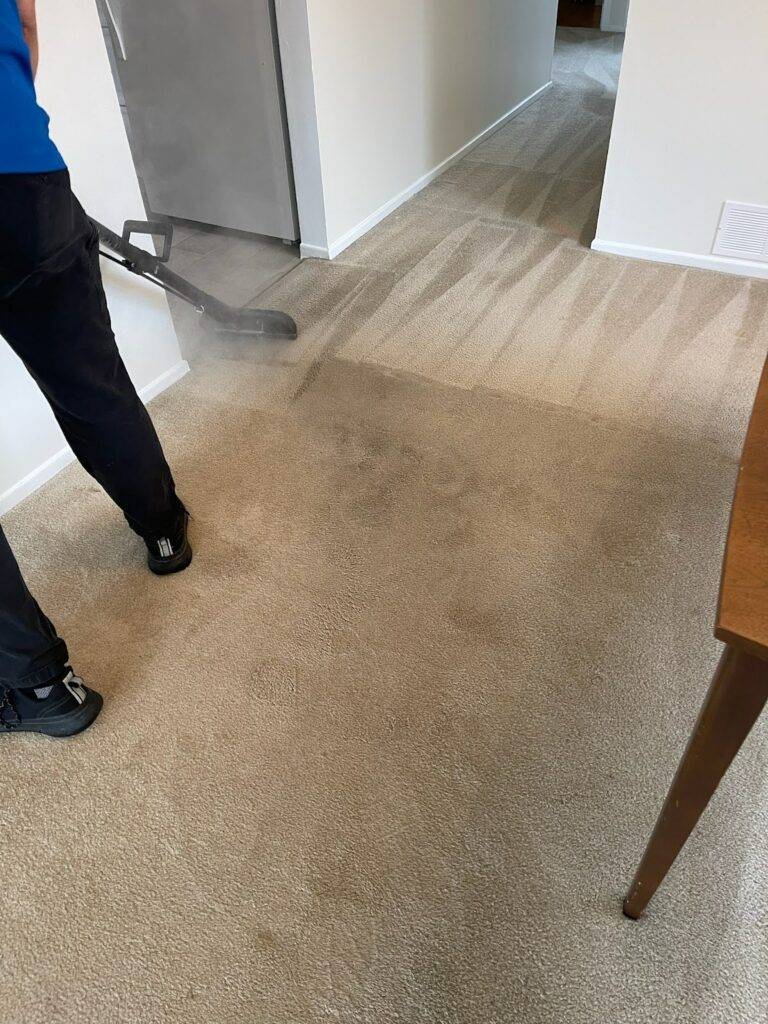 Amazing Results professional steam cleaning a living room carpet in Oakville to remove dust mites.