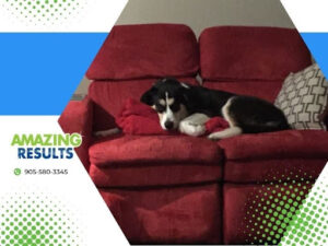 Amazing Results logo on the left side with decorative green dots in the corners. Image of a black, white, and beige puppy sleeping on a red couch that needs a professional cleaning.